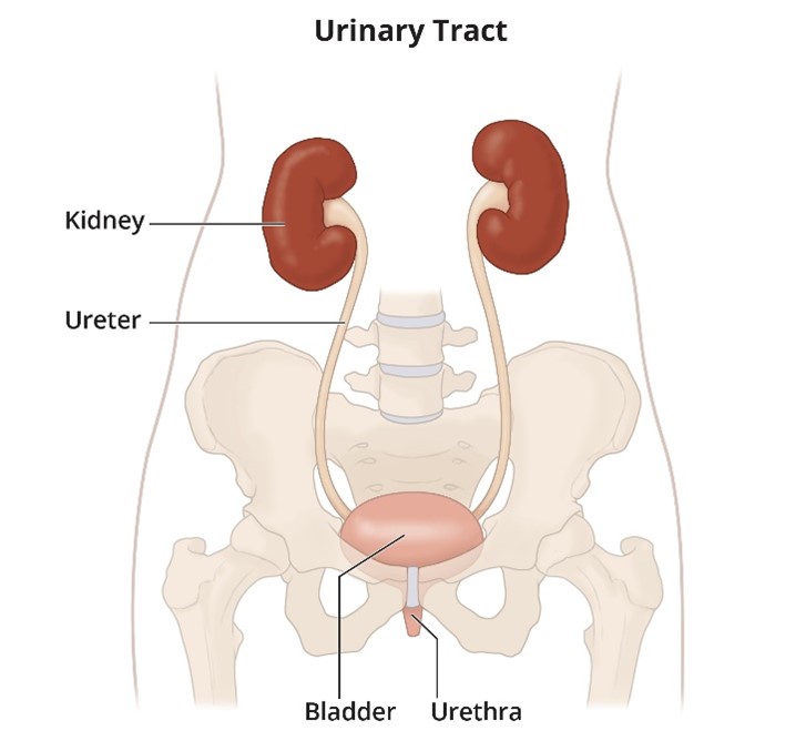 Kidney Diagram